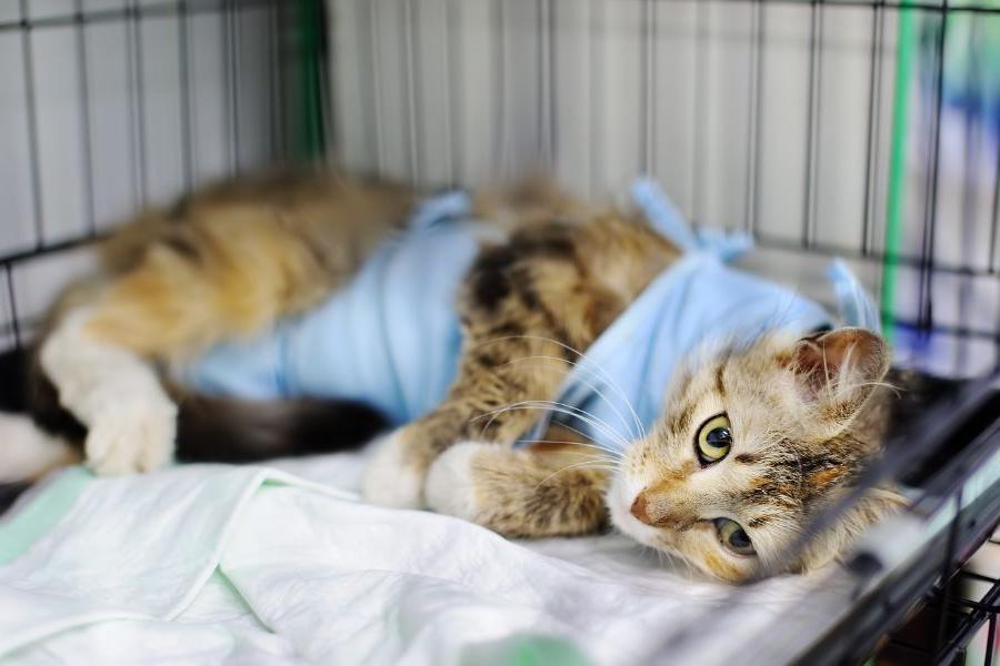 Một số bệnh lý có thể gây ra tình trạng mèo ói ra nước vàng.