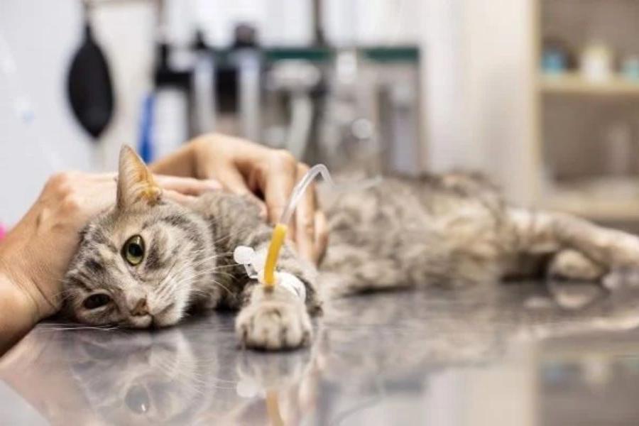 Những phương pháp điều trị khi mèo nôn ra dịch vàng hiệu quả.