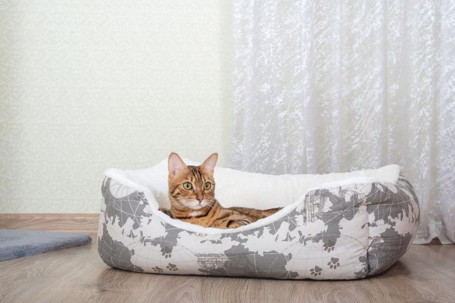 Giữ cho chỗ ở luôn sạch sẽ, thoáng mát sẽ giúp hạn chế tình trạng mèo ói dịch vàng.